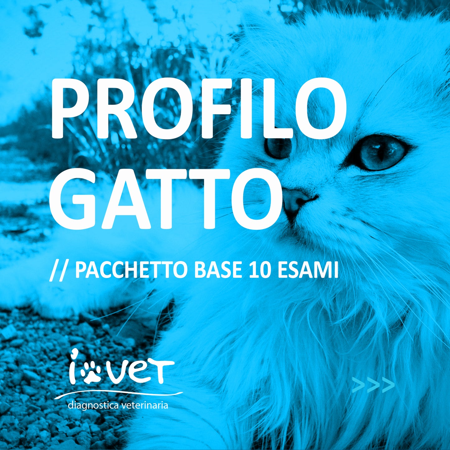 PROFILO BASE GATTO PACCHETTO DA 10 ESAMI